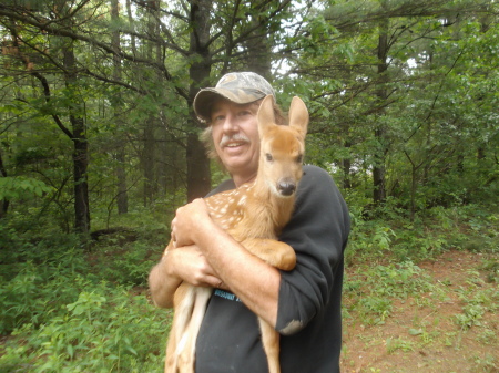 abandonded fawn in our yard,