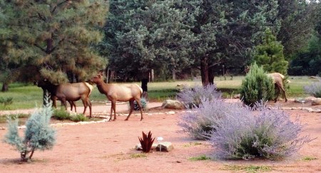 Hungry elk in the front yard