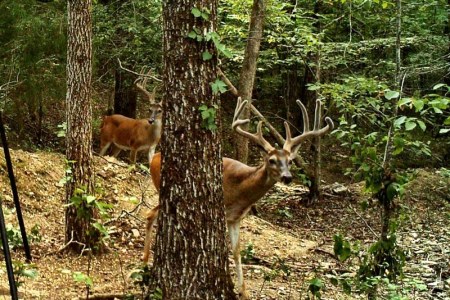 Our feeder at our cabins in Broken Bow, Oklaho