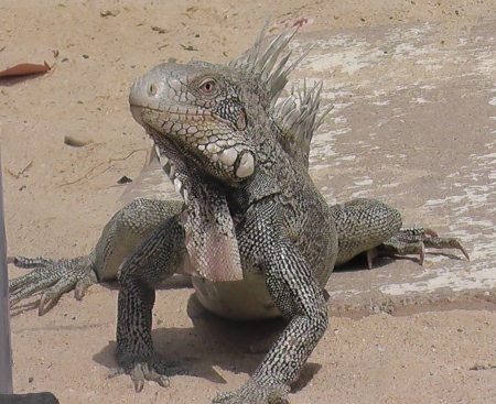 My friend the Iguana, they are so Cool!