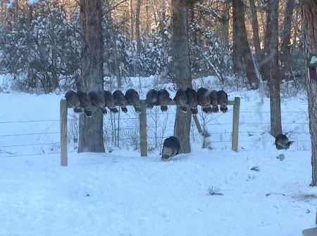 Turkeys on my fence, Montana