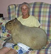 Capybara, Yikes!