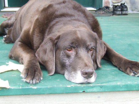 Bear my service dog