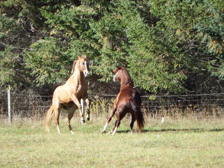 Rodney & Vegas