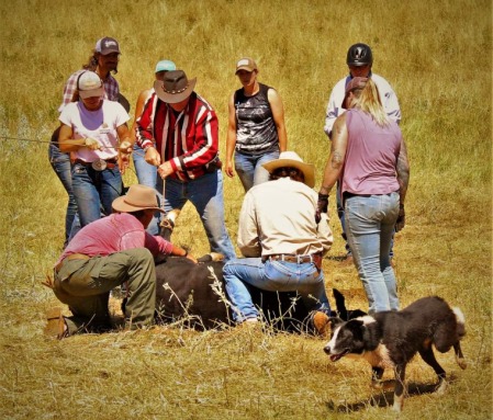 Doctoring a heifer