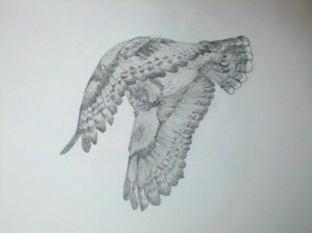 Owl Sketch