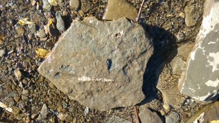 Fossil Rock @dog park