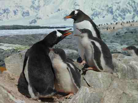 gentoo penguins