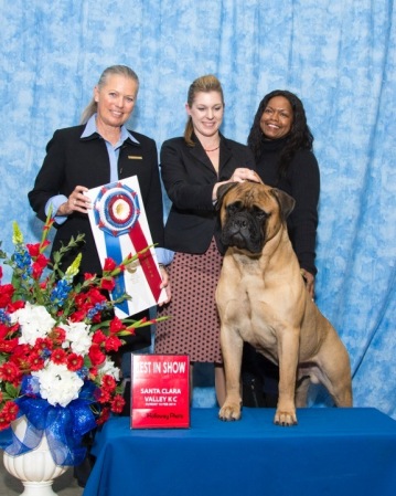 Best In Show win 2014 beating 1400 other dogs