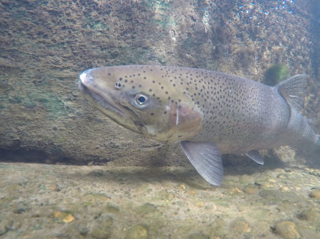 Steelhead Trout