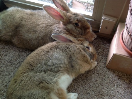 Abby & Django, my Flemish Giant bunnies.