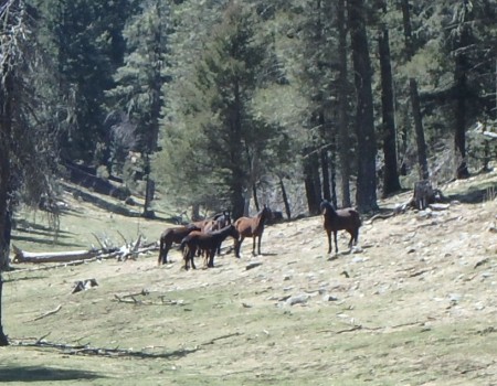 Zinker Canyon Trail wild horses 