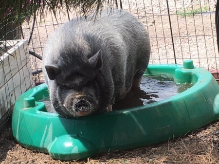 Chauncey Pig Sanctuary Resident