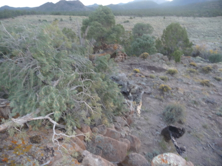 ELK BLINDS 