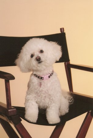 My Bichon, Abbi