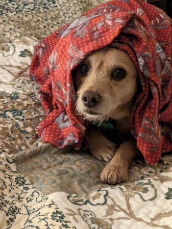 Pupster hiding during fireworks