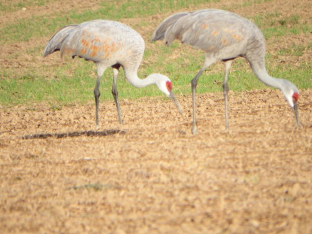 Neighborly Cranes