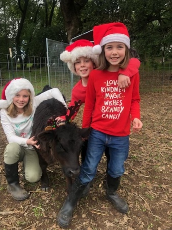 Scarlett, Cameron & Mila with Olivia the Calf.