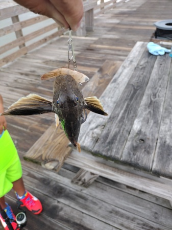 My 8 Year Old Grandson Caught This At Myrtle B