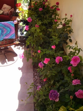 My Roses in the courtyard.