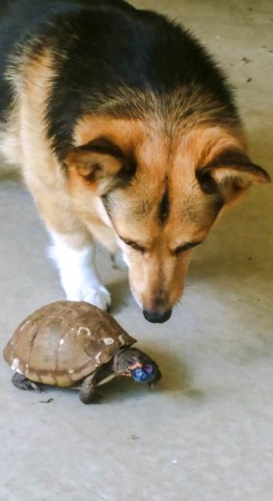 Miley our corgi. Tankie's been w/us 25 yrs! 