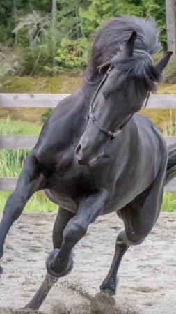Rainier- my dream horse