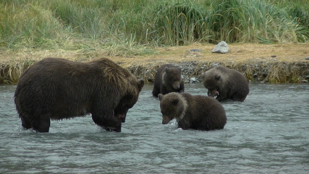 Evonne Trachsel's album, KODIAK  BEARS