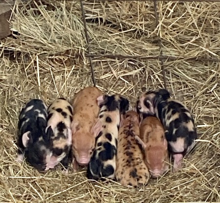 KuneKune piglets born 10/16/23