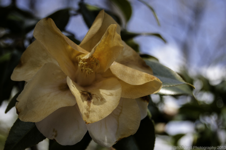 Rose Ayers Virgil's album, Rose's Flowers
