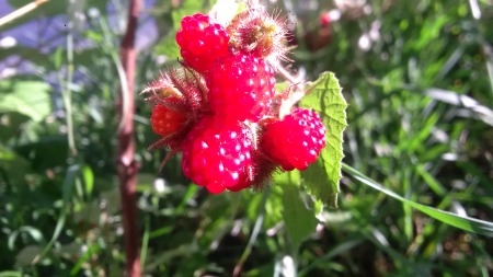 Raspberries on the property