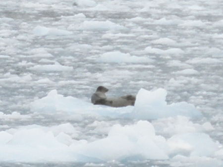 Harbor Seal