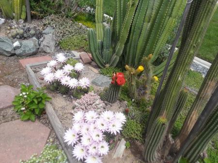 echinopsis 