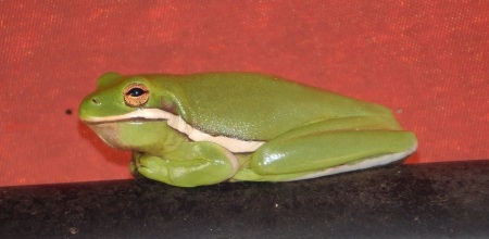The Green Tree Frog of Happiness