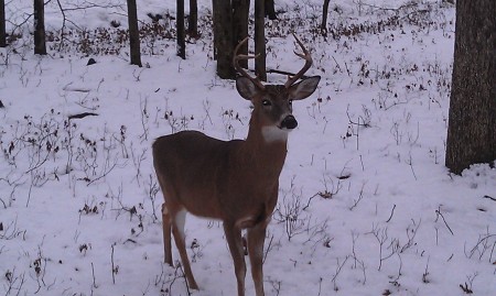 My buck in the winter