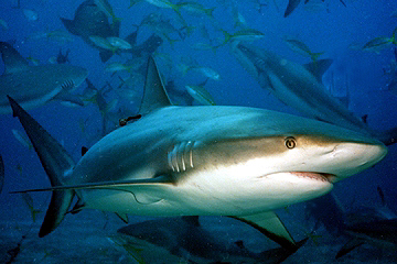 Curious Caribbean Reef Shark - 1999
