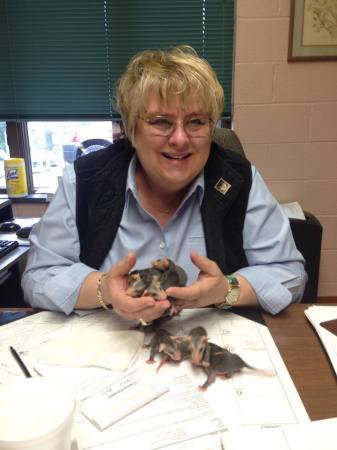 Motherless opossums going to Wildlife Rescue