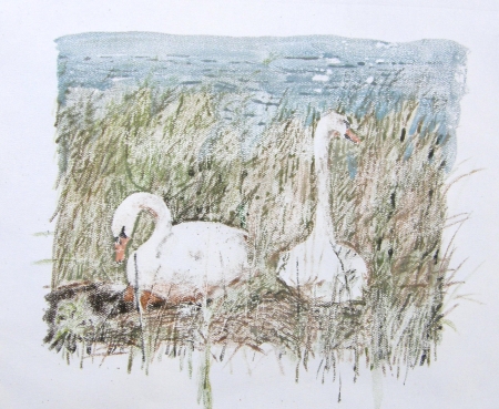 silver lake swans