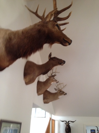 Bowhunt Elk, Whitetail- Michigan,Wyo.Montana