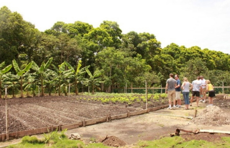 Sanctuary Belize Organic Garden