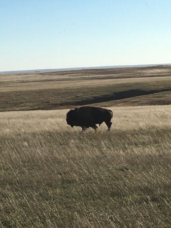 So. Dakota bison