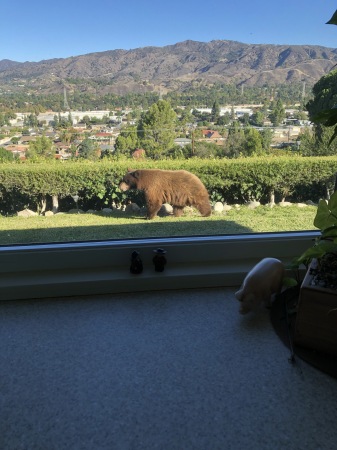 Bear Visit