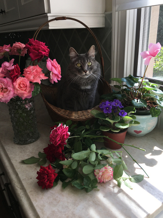 Our Sweet Beauregard and my roses.
