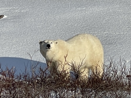 Polar Bears Churchill, Manitoba, Canada