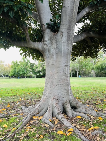 Mighty tree