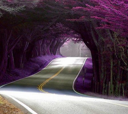 The purple hwy