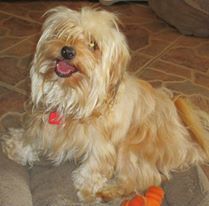 Benji, Our Rescue Havanese/Cairn Terrier