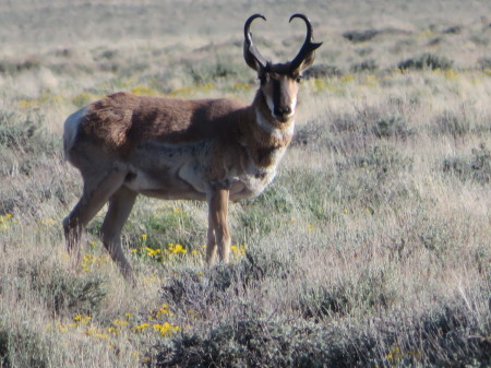 Hart Mountain National Antelope Refuge