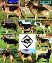 Diamond German Shepherds's Classmates® Profile Photo