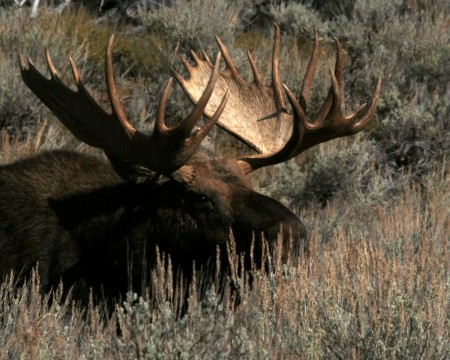 Trip to Yellowstone