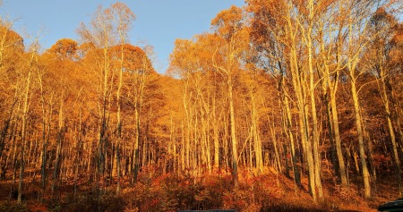 Fall in Burnsville NC